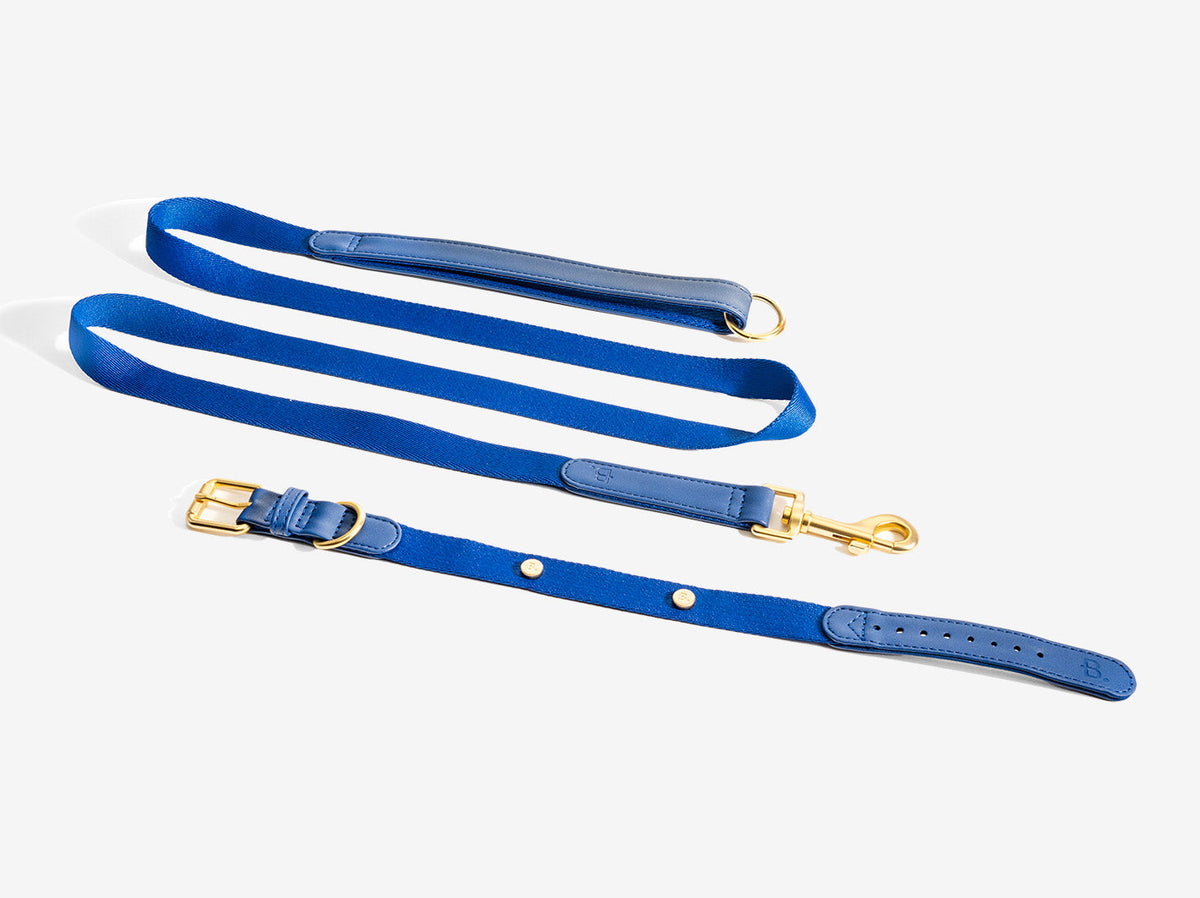 Blue Dog Collar Walk Kit