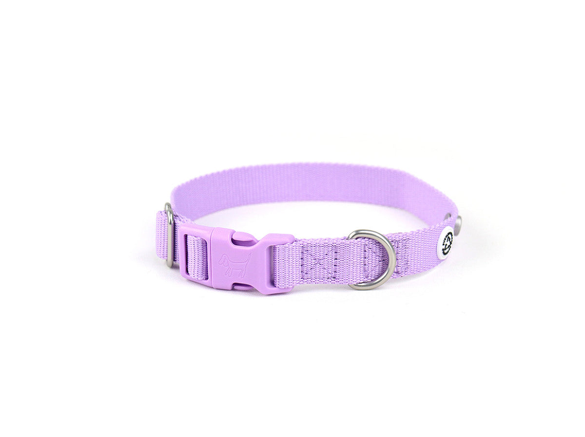 Lilac Dog Collar Walk Kit
