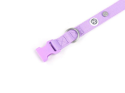 Lilac Dog Collar Walk Kit
